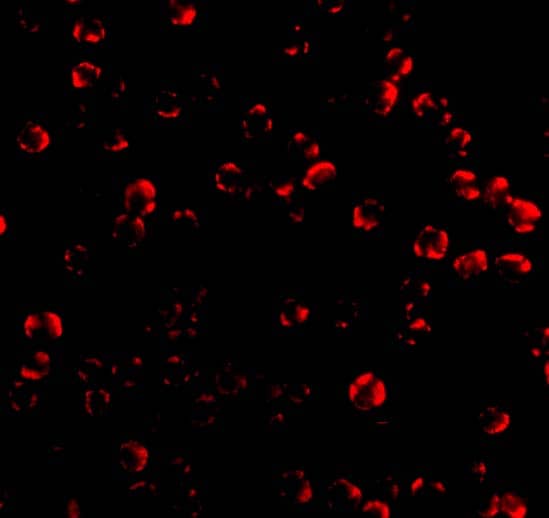 Immunocytochemistry/ Immunofluorescence: Caspase-6 Antibody [NBP3-27875] - Immunofluorescence of Caspase 6 in MCF7 cells with Caspase 6 antibody at 10 u/mL.