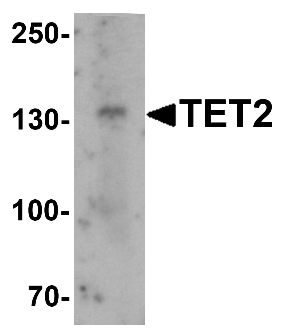 Western Blot: TET2 Antibody [NBP3-27879] - Western blot analysis of TET2 in SK-N-SH cell lysate with TET2 antibody at 1 u/mL.