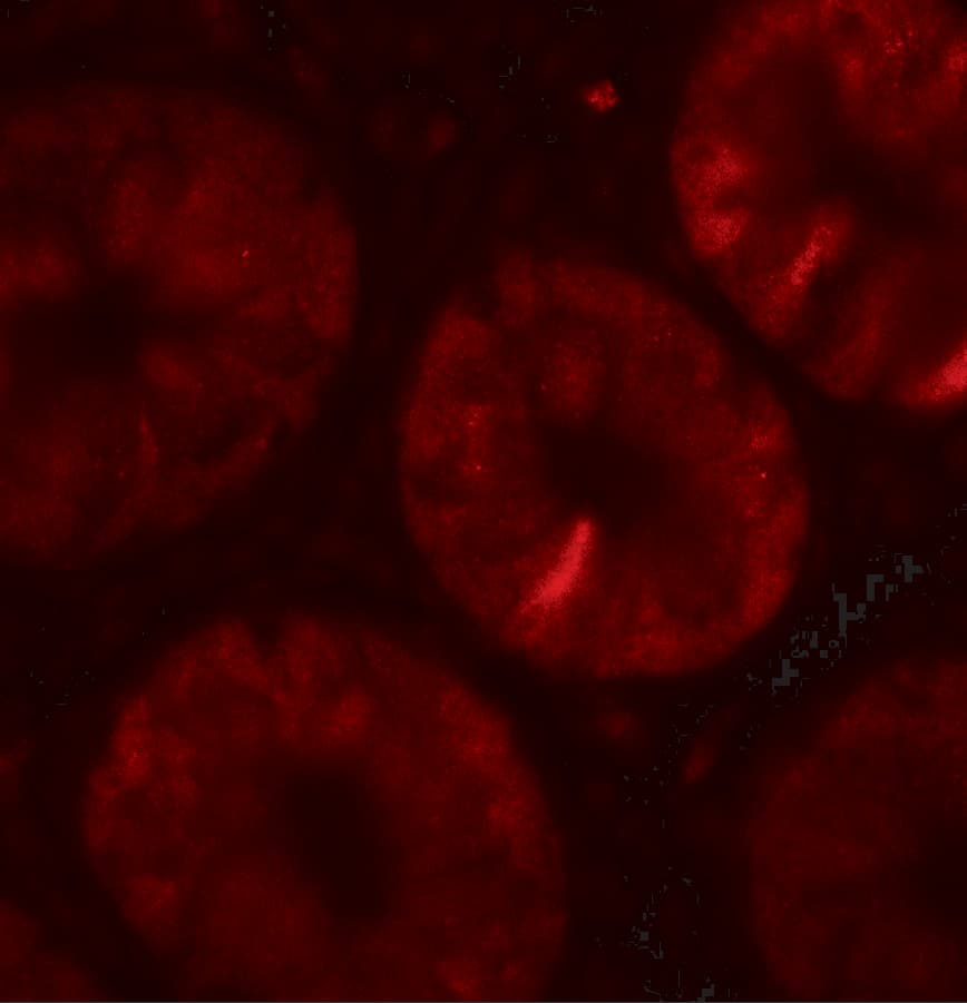 Immunocytochemistry/ Immunofluorescence: TOX Antibody [NBP3-27880] - Immunofluorescence of TOX in human colon tissue with TOX antibody at 20 u/mL.