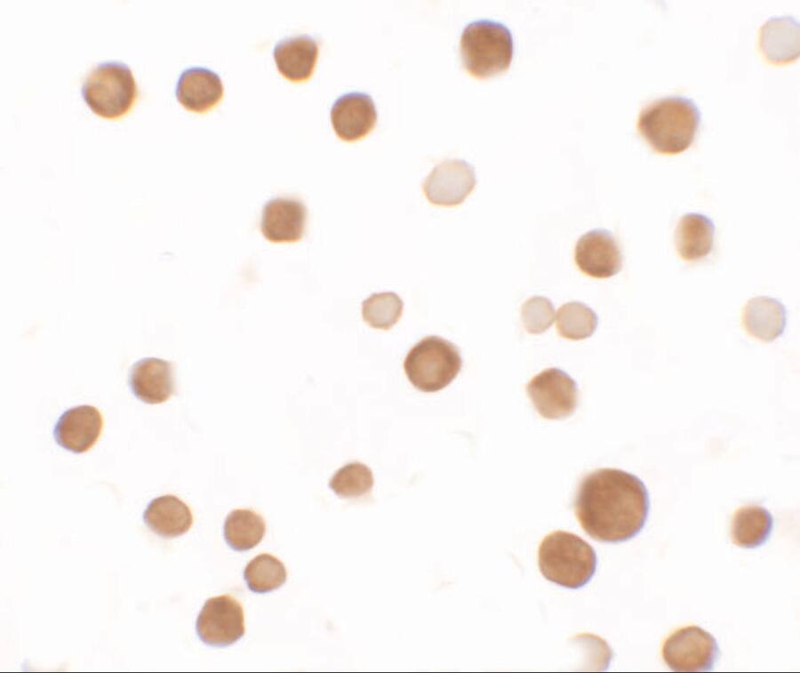 Immunocytochemistry/ Immunofluorescence: SAMSN1 Antibody [NBP3-27881] - Immunocytochemistry of SAMSN11 in HeLa cells with SAMSN11 antibody at 2.5 u/ml.