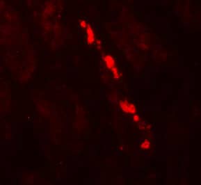 Immunocytochemistry/ Immunofluorescence: Myosin VIIb Antibody [NBP3-27882] - Figure 4 Immunofluorescence Validation of Myosin VIIb in Human Kidney TissueImmunofluorescent analysis of 4% paraformaldehyde-fixed human kidney tissue labeling Myosin VIIb with  at 20 u/mL, followed by goat anti-rabbit IgG secondary antibody at 1/500 dilution (red).  