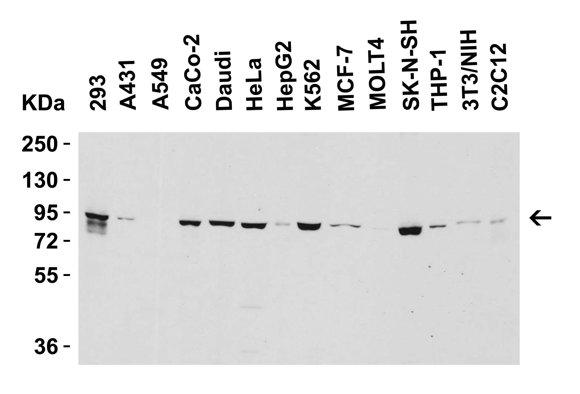 Western Blot: Myosin VIIb Antibody [NBP3-27882] - Figure 2 Western Blot Validation in Human and Mouse Cell LinesLoading: 15 u of lysates per lane.Antibodies: Myosin VIIb  (2 u/mL),  1h incubation at RT  in 5% NFDM/TBST.Secondary: Goat anti-rabbit IgG HRP conjugate at 1:10000 dilution.