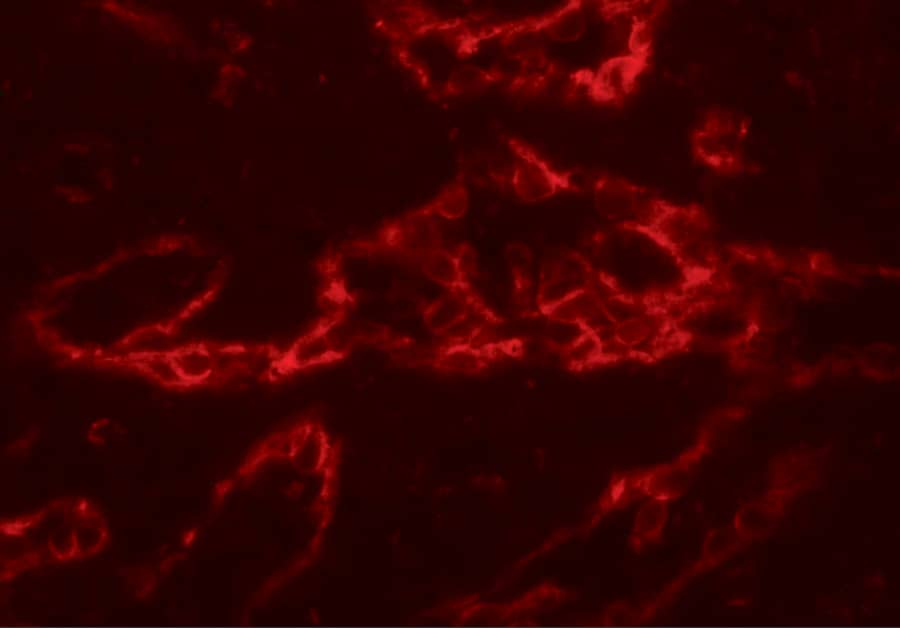 Immunocytochemistry/ Immunofluorescence: PTRF Antibody [NBP3-27884] - Immunofluorescence of PTRF in human spleen tissue with PTRF antibody at 20 u/ml.