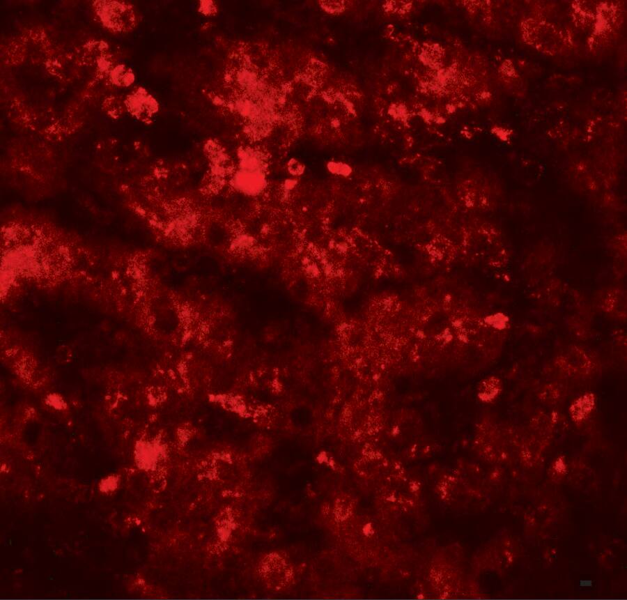 Immunocytochemistry/ Immunofluorescence: RNF20 Antibody [NBP3-27887] - Immunofluorescence of RNF20 in human liver tissue with RNF20 antibody at 20 u/ml.