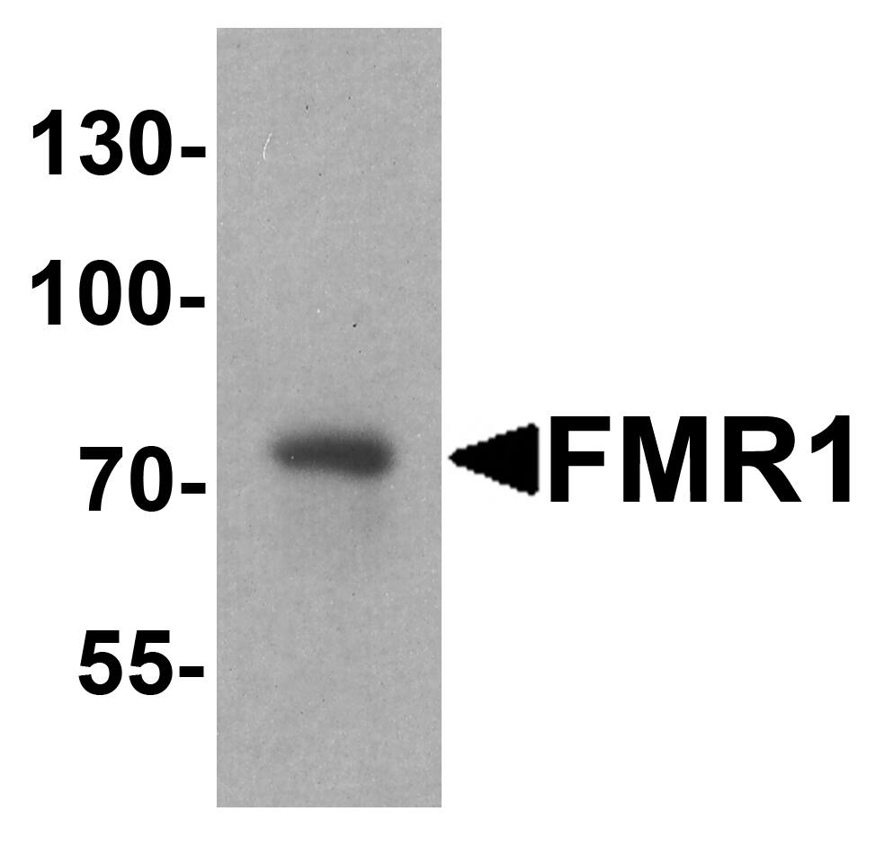 Western Blot: FMRP Antibody [NBP3-27890] - Western blot analysis of FMRP in rat brain tissue lysate with FMRP antibody at 1 u/ml.