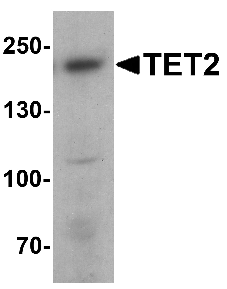 Western Blot: TET2 Antibody [NBP3-27891] - Western blot analysis of TET2 in 3T3 cell lysate with TET2 antibody at 1 u/ml.