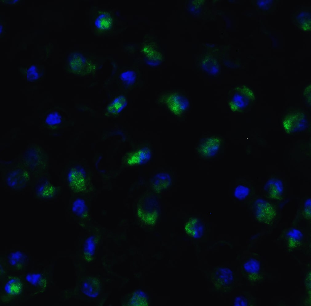 Immunocytochemistry/ Immunofluorescence: TET1 Antibody [NBP3-27892] - Figure 4  Immunofluorescence Validation of TET1 in HeLa CellsImmunofluorescent analysis of 4% paraformaldehyde-fixed Hela cells labeling TET1 with  at 20 u/mL, followed by goat anti-rabbit IgG secondary antibody at 1/500 dilution (green) and DAPI antibody (blue).  