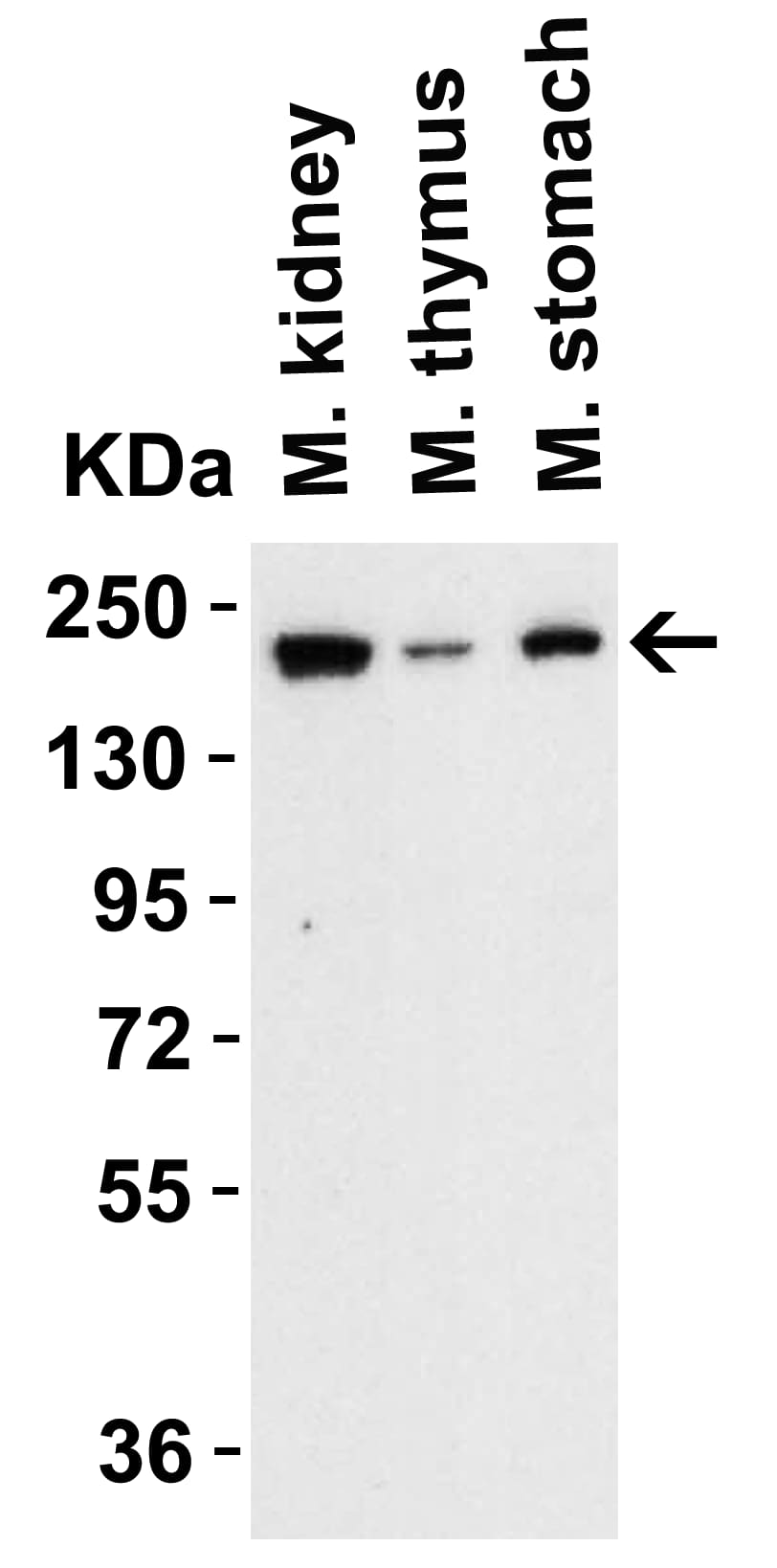 Western Blot: TET1 Antibody [NBP3-27892] -  Figure 2 WB Validation of TET1 in Mouse Tissues Loading: 15 u of lysate Antibodies:  TET1  , 1 μ g/mL , 1 h incubation at RT in 5% NFDM/TBST. Secondary: Goat Anti-Rabbit IgG HRP conjugate at 1:10000 dilution.