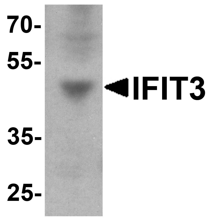 Western Blot: IFIT3 Antibody [NBP3-27893] - Western blot analysis of IFIT3 in HepG2 cell lysate with IFIT3 antibody at 1 u/ml.