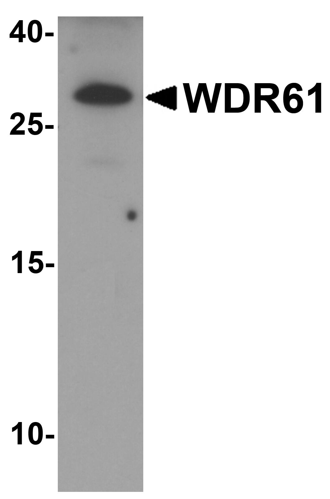 Western Blot: WDR61 Antibody [NBP3-27894] - Western blot analysis of WDR61 in SK-N-SH cell lysate with WDR61 antibody at 1 u/ml.