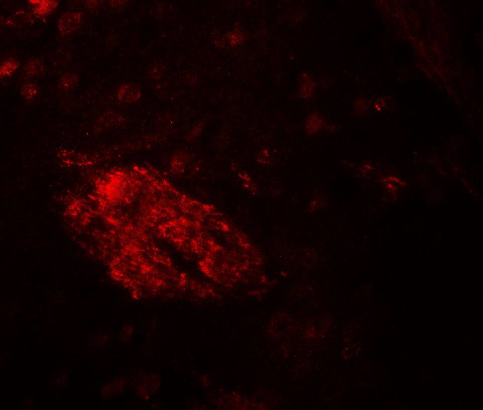 Immunocytochemistry/ Immunofluorescence: WDR61 Antibody [NBP3-27894] - Immunofluorescence of WDR61 in mouse brain tissue with WDR61 antibody at 20 u/ml.