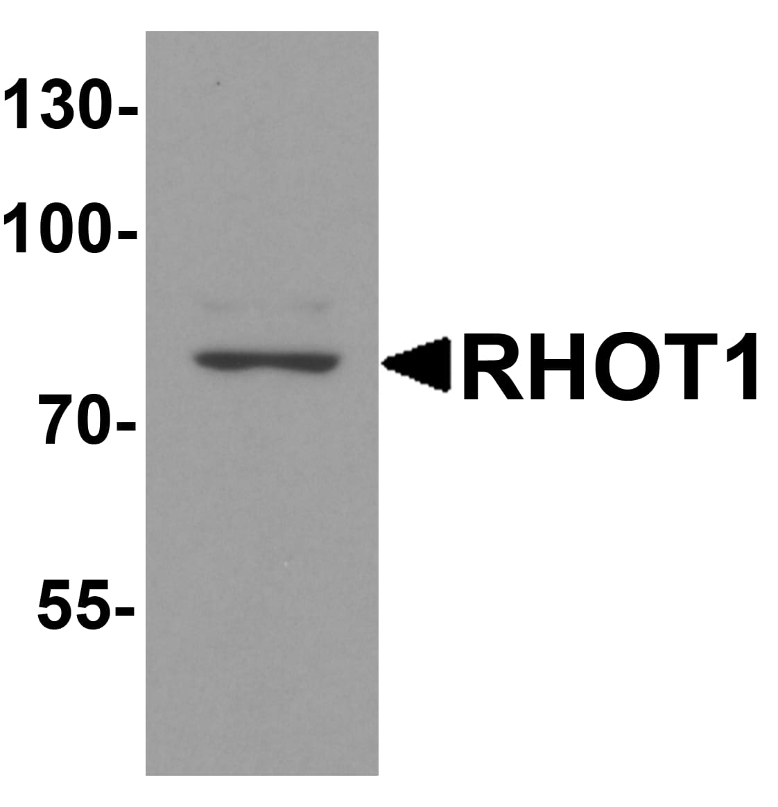 Western Blot: Rhot1 Antibody [NBP3-27895] - Western blot analysis of Rhot1 in rat brain tissue lysate with Rhot1 antibody at 1 u/ml.