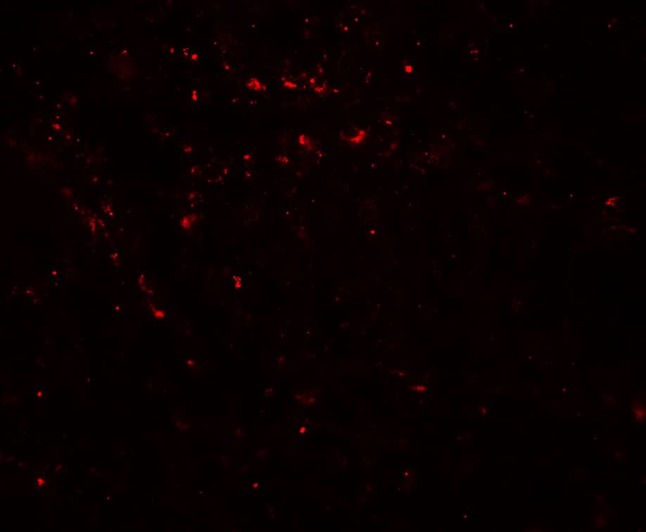 Immunocytochemistry/ Immunofluorescence: EPLIN Antibody [NBP3-27896] - Immunofluorescence of EPLIN in human colon tissue with EPLIN antibody at 20 u/mL.