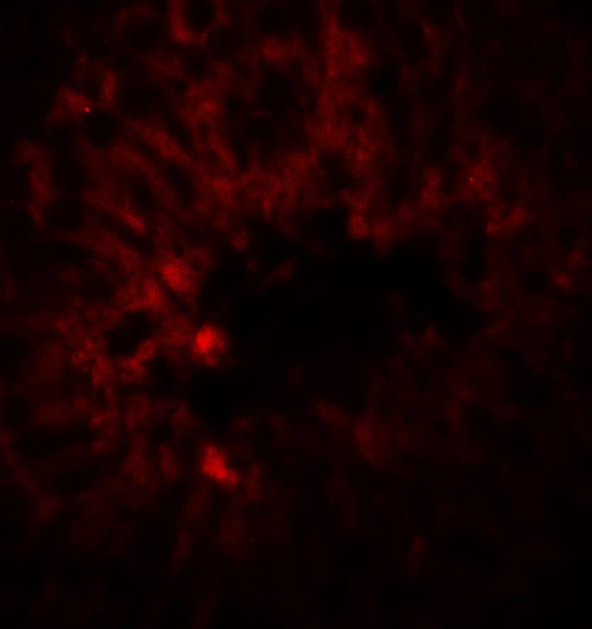 Immunocytochemistry/ Immunofluorescence: SOX4 Antibody [NBP3-27897] - Immunofluorescence of SOX4 in rat testis tissue with SOX4 antibody at 20 u/mL.