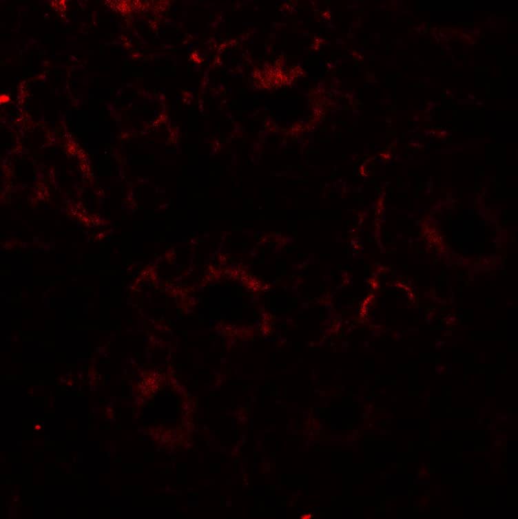 Immunocytochemistry/ Immunofluorescence: ERp72 Antibody [NBP3-27898] - Immunofluorescence of ERp72 in rat colon tissue with ERp72 antibody at 20 u/mL.