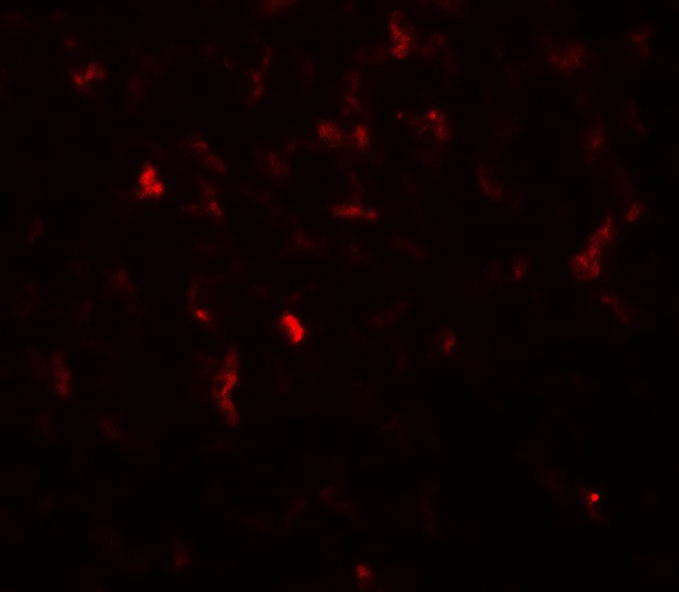 Immunocytochemistry/ Immunofluorescence: Hexokinase 1 Antibody [NBP3-27899] - Immunofluorescence of Hexokinase 1 in rat stomach tissue with Hexokinase 1 antibody at 20 u/mL.