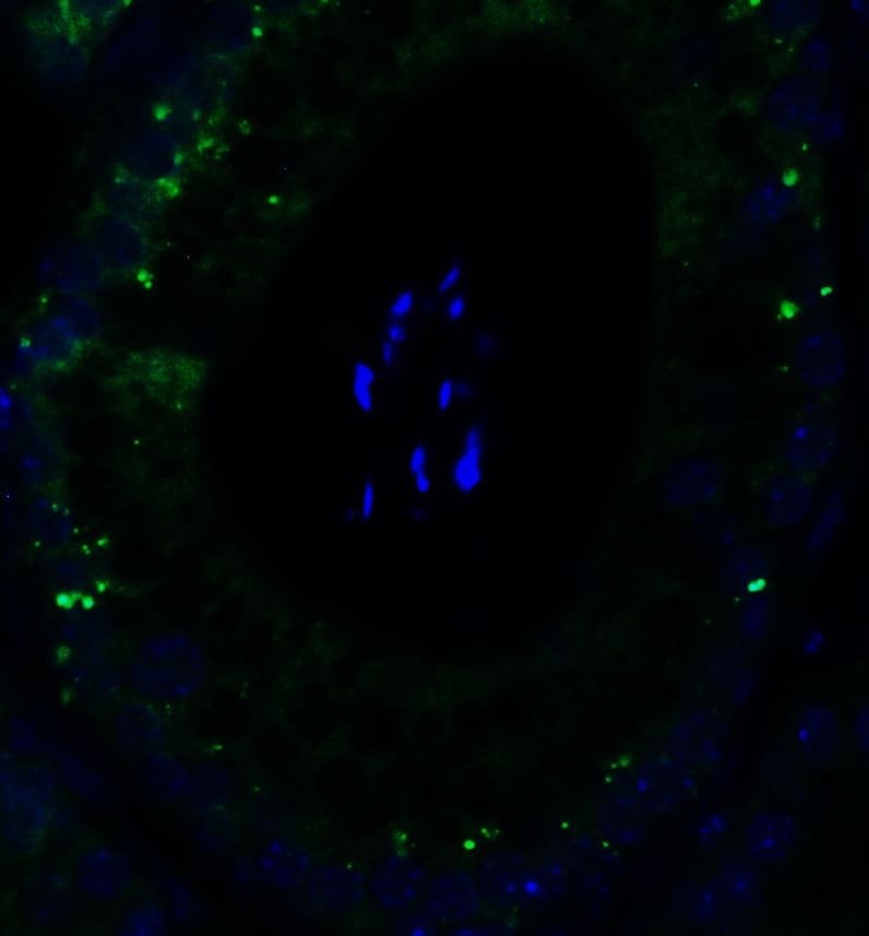 Immunocytochemistry/ Immunofluorescence: PGAM5 Antibody [NBP3-27905] - Immunofluorescent analysis of 4% paraformaldehyde-fixed mouse testis labeling PGAM5 with  at 10 u/mL, followed by goat anti-rabbit IgG secondary antibody at 1/500 dilution (green) and DAPI staining (blue).