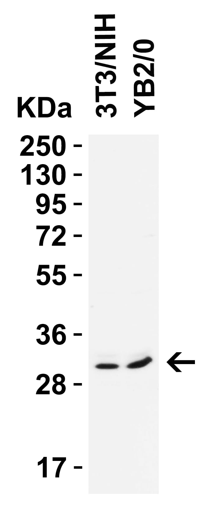 Western Blot: PGAM5 Antibody [NBP3-27905] - Antibodies: PGAM5, 0.5 u/mL, 1h incubation at RT in 5% NFDM/TBST. Secondary: Goat anti-rabbit IgG HRP conjugate at 1:10000 dilution.