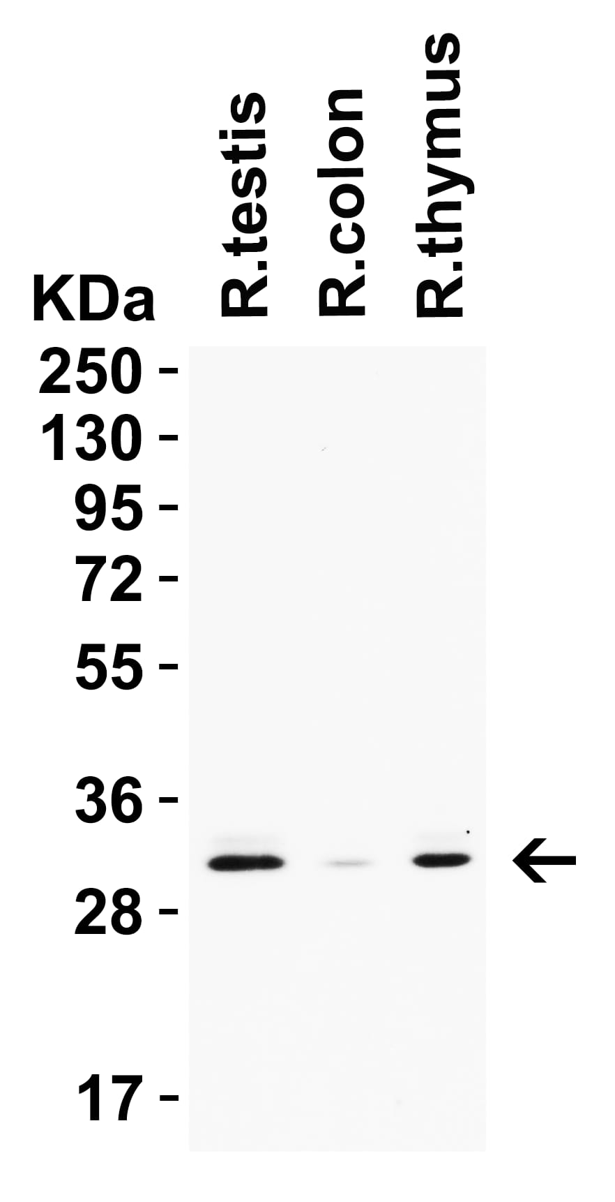 Western Blot: PGAM5 Antibody [NBP3-27905] - Loading: 15 u of lysates per lane. Antibodies: PGAM5, 0.5 u/mL, 1h incubation at RT in 5% NFDM/TBST. Secondary: Goat anti-rabbit IgG HRP conjugate at 1:10000 dilution.