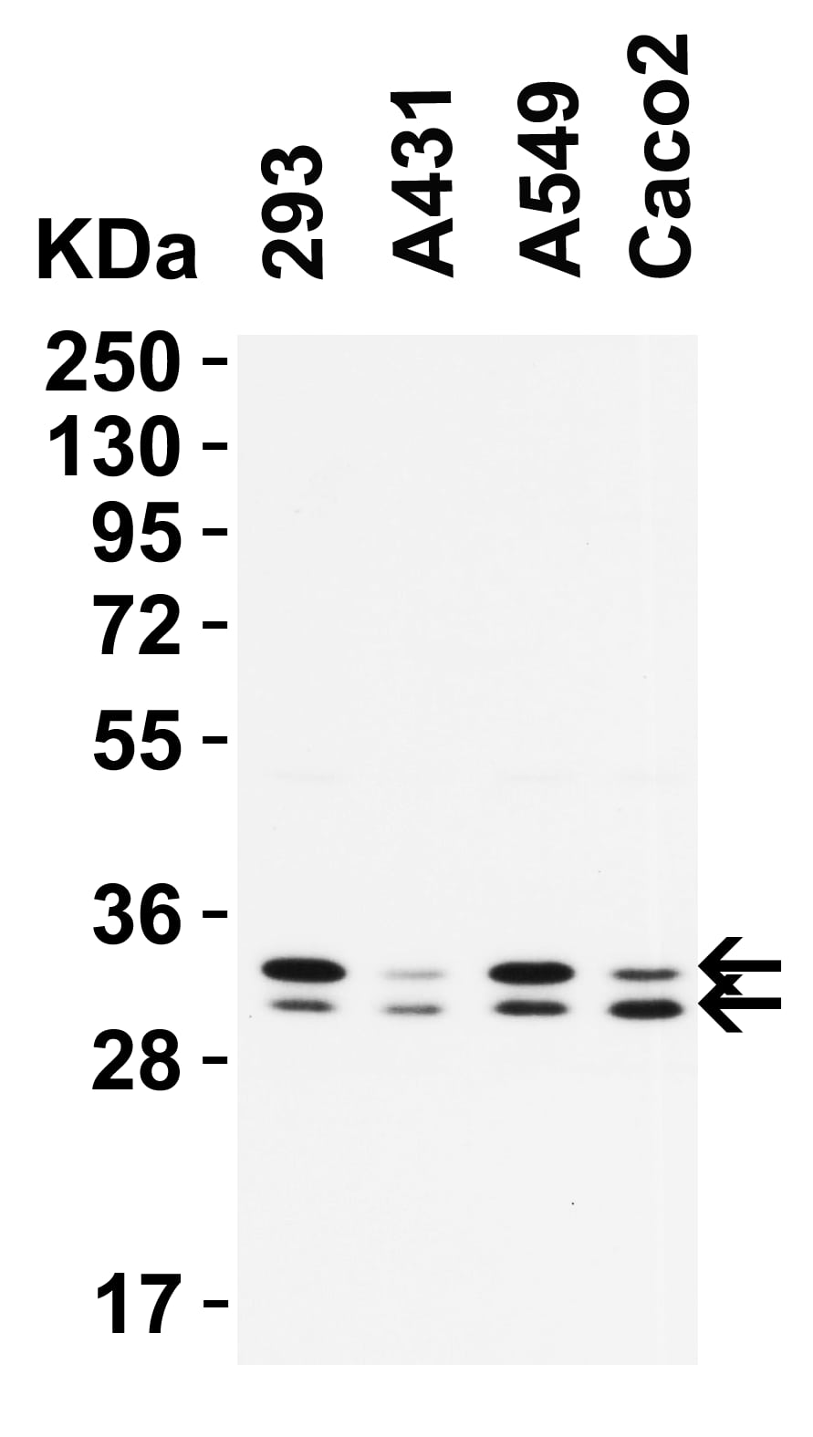 Western Blot: PGAM5 Antibody [NBP3-27905] - Antibodies: PGAM5,  0.5 u/mL, 1h incubation at RT in 5% NFDM/TBST. Secondary: Goat anti-rabbit IgG HRP conjugate at 1:10,000 dilution.