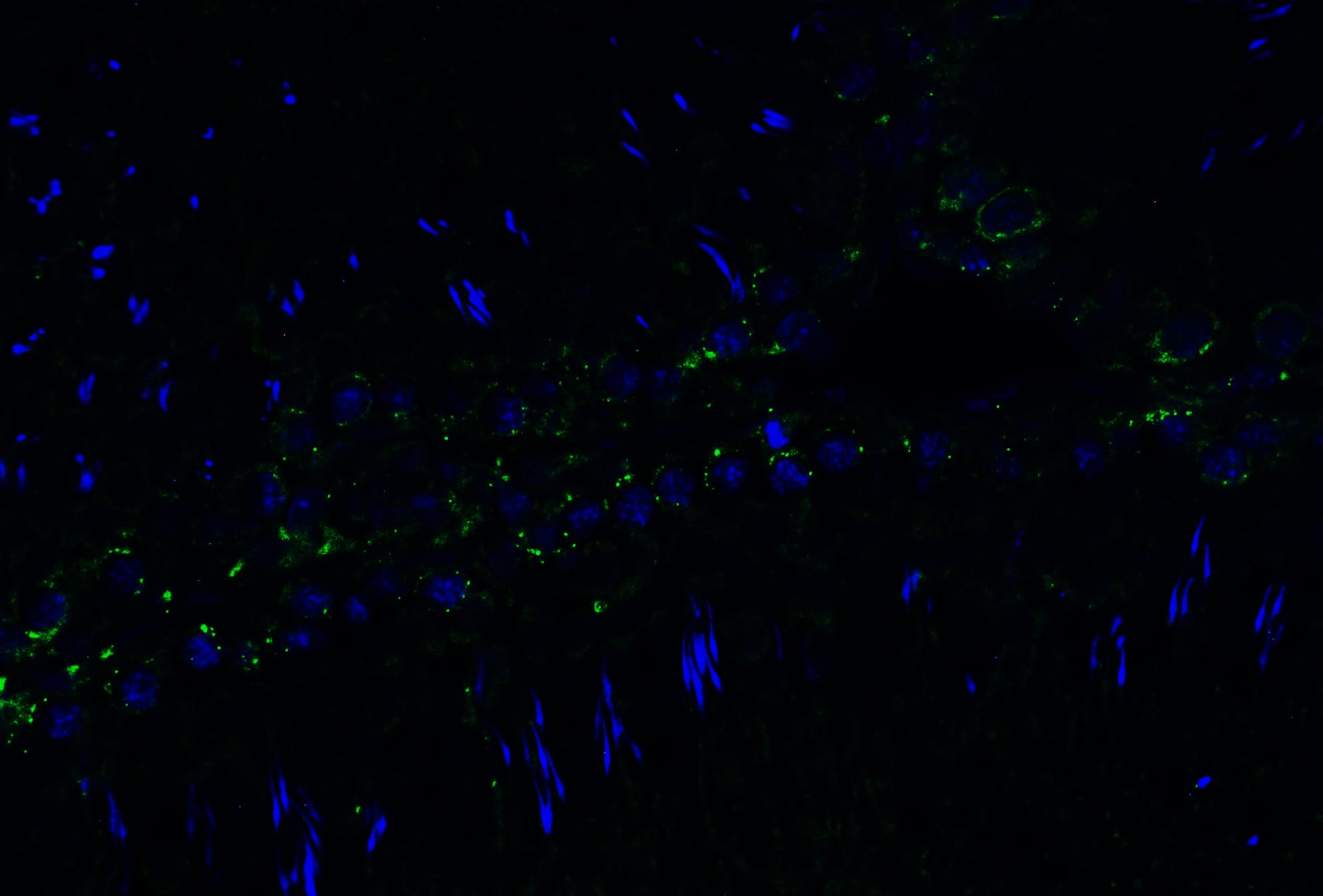 Immunocytochemistry/ Immunofluorescence: PGAM5 Antibody [NBP3-27905] - Immunofluorescent analysis of 4% paraformaldehyde-fixed rat testis labeling PGAM5 at 20 u/mL, followed by goat anti-rabbit IgG secondary antibody at 1/500 dilution (green) and DAPI staining (blue).