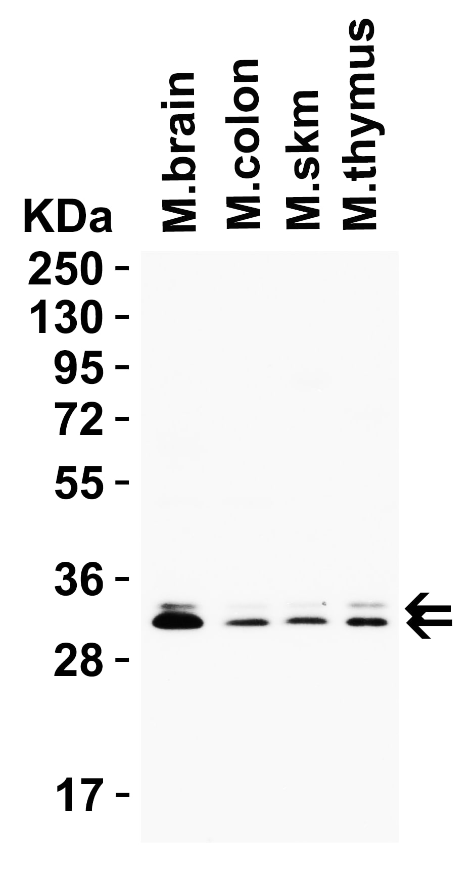 Western Blot: PGAM5 Antibody [NBP3-27905] - Loading: 15 u of lysates per lane. Antibodies: PGAM5,  0.5 u/mL, 1h incubation at RT in 5% NFDM/TBST. Secondary: Goat anti-rabbit IgG HRP conjugate at 1:10000 dilution.