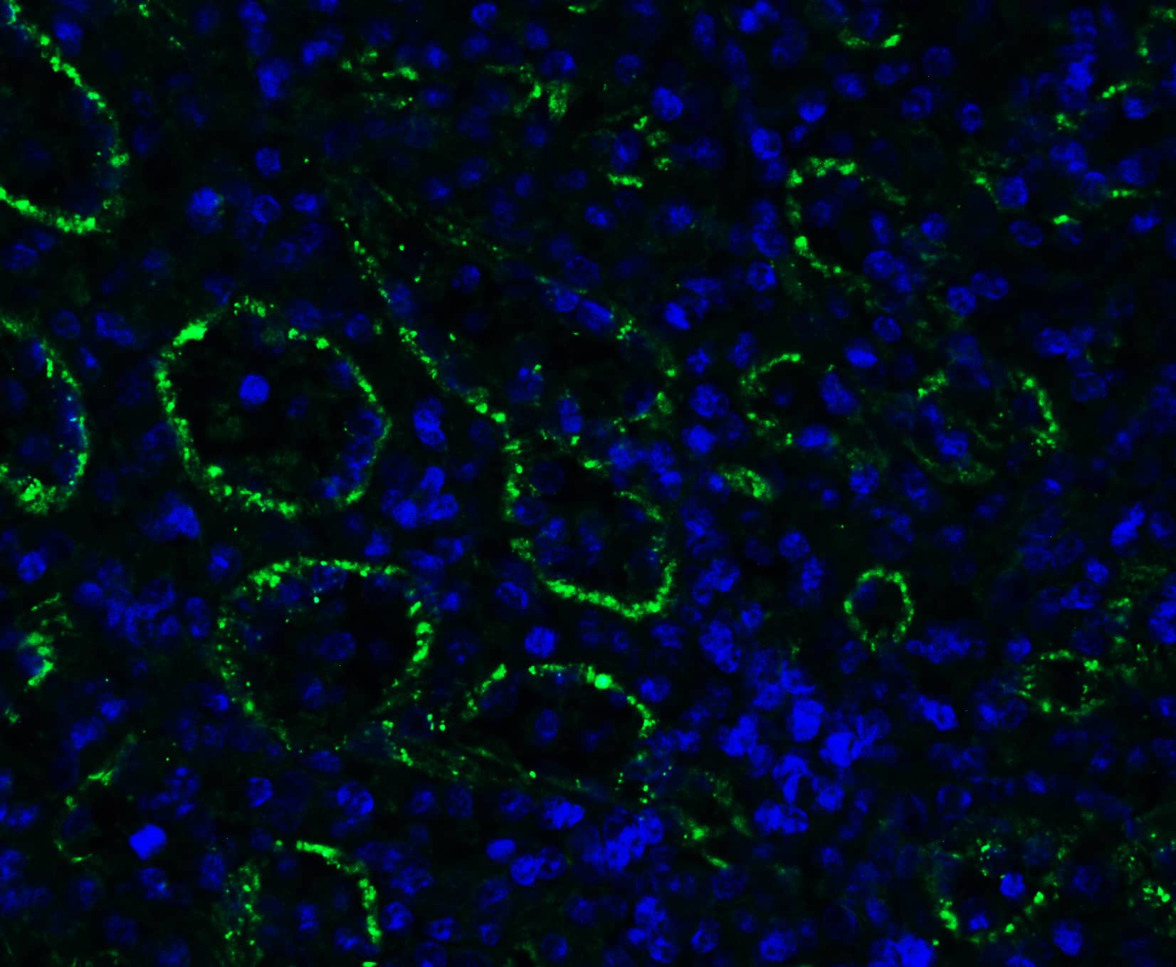 Immunocytochemistry/ Immunofluorescence PEX3 Antibody