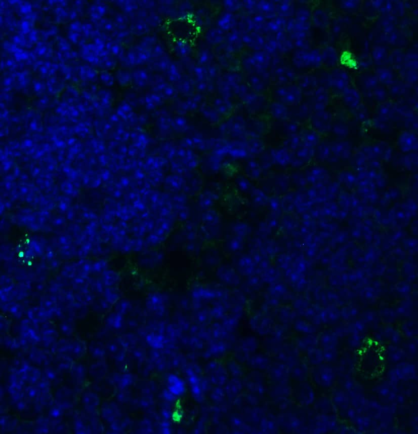 Immunocytochemistry/ Immunofluorescence: PEX3 Antibody [NBP3-27906] - Immunofluorescent analysis of 4% paraformaldehyde-fixed mouse thymus labeling PEX3 at 20 u/mL, followed by goat anti-rabbit IgG secondary antibody at 1/500 dilution (green) and DAPI staining (blue).