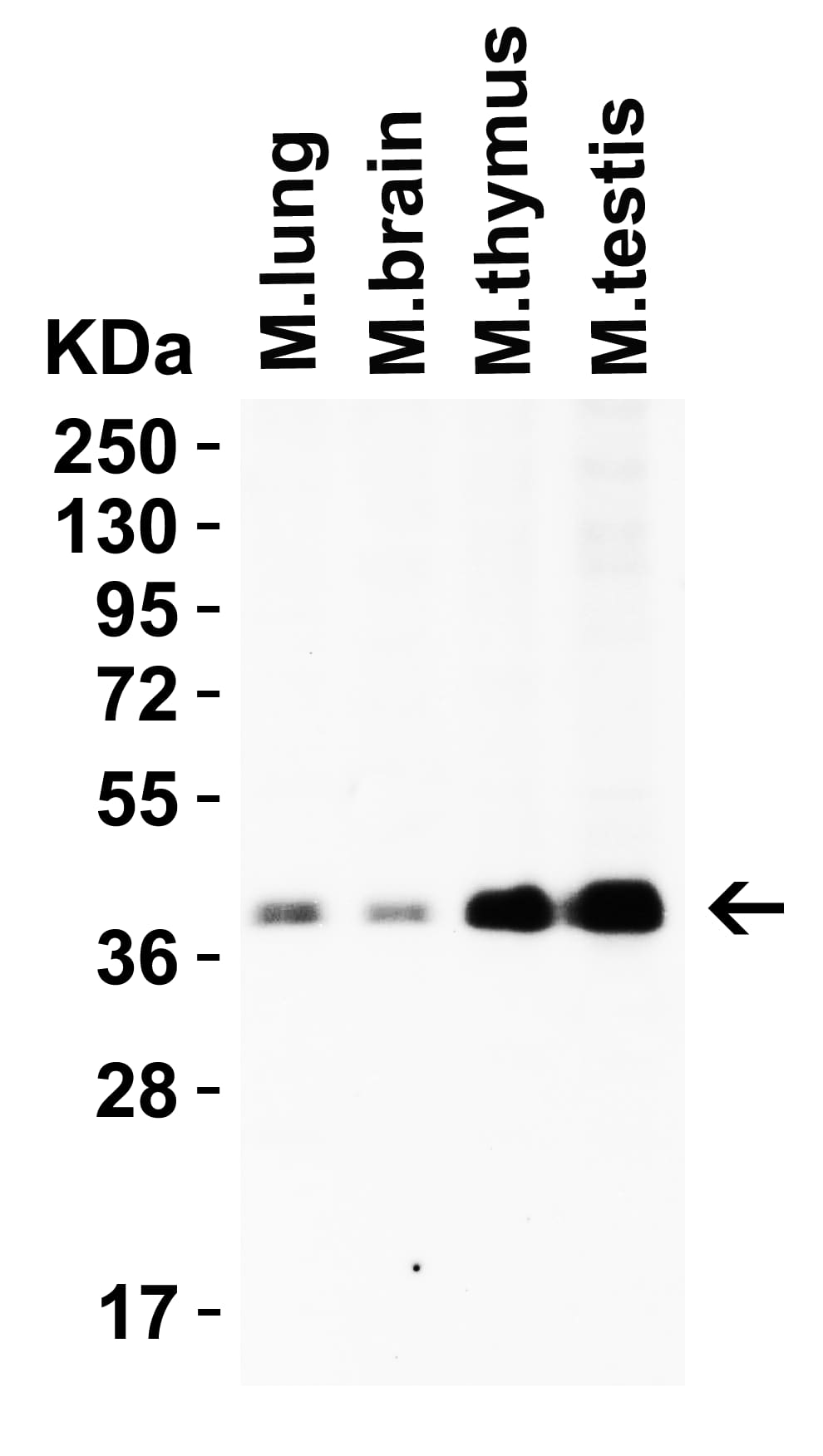 Western Blot: PEX3 Antibody [NBP3-27906] -Loading: 15 u of lysates per lane.Antibodies: PEX3, 2 u/mL, 1h incubation at RT in 5% NFDM/TBST.Secondary: Goat anti-rabbit IgG HRP conjugate at 1:10000 dilution.