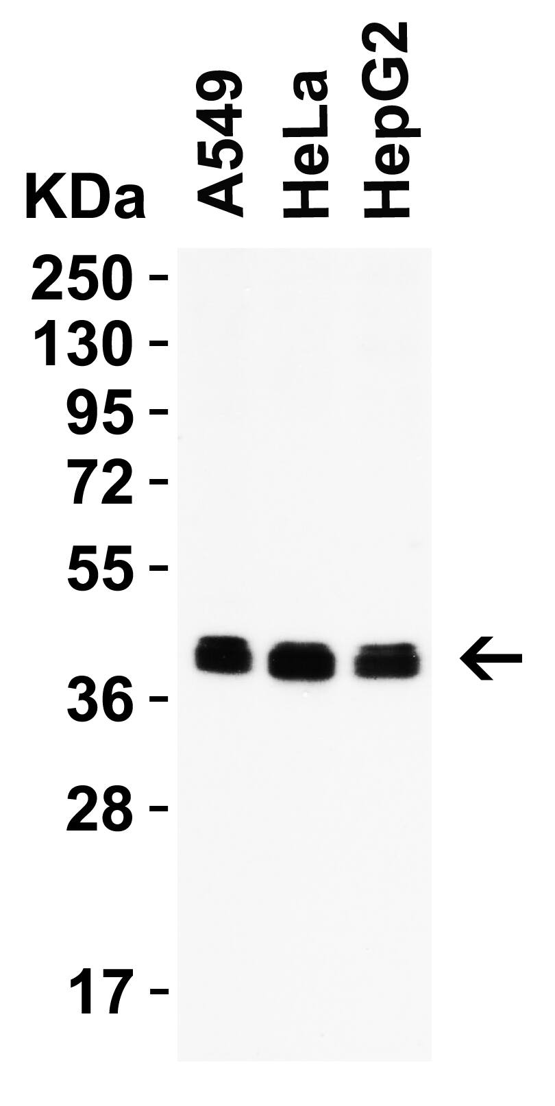 Western Blot: PEX3 Antibody [NBP3-27906] -Loading: 15 u of lysate Antibodies:  PEX3, 2 u/mL, 1h incubation at RT in 5% NFDM/TBST. Secondary: Goat Anti-Rabbit IgG HRP conjugate at 1:10000 dilution.