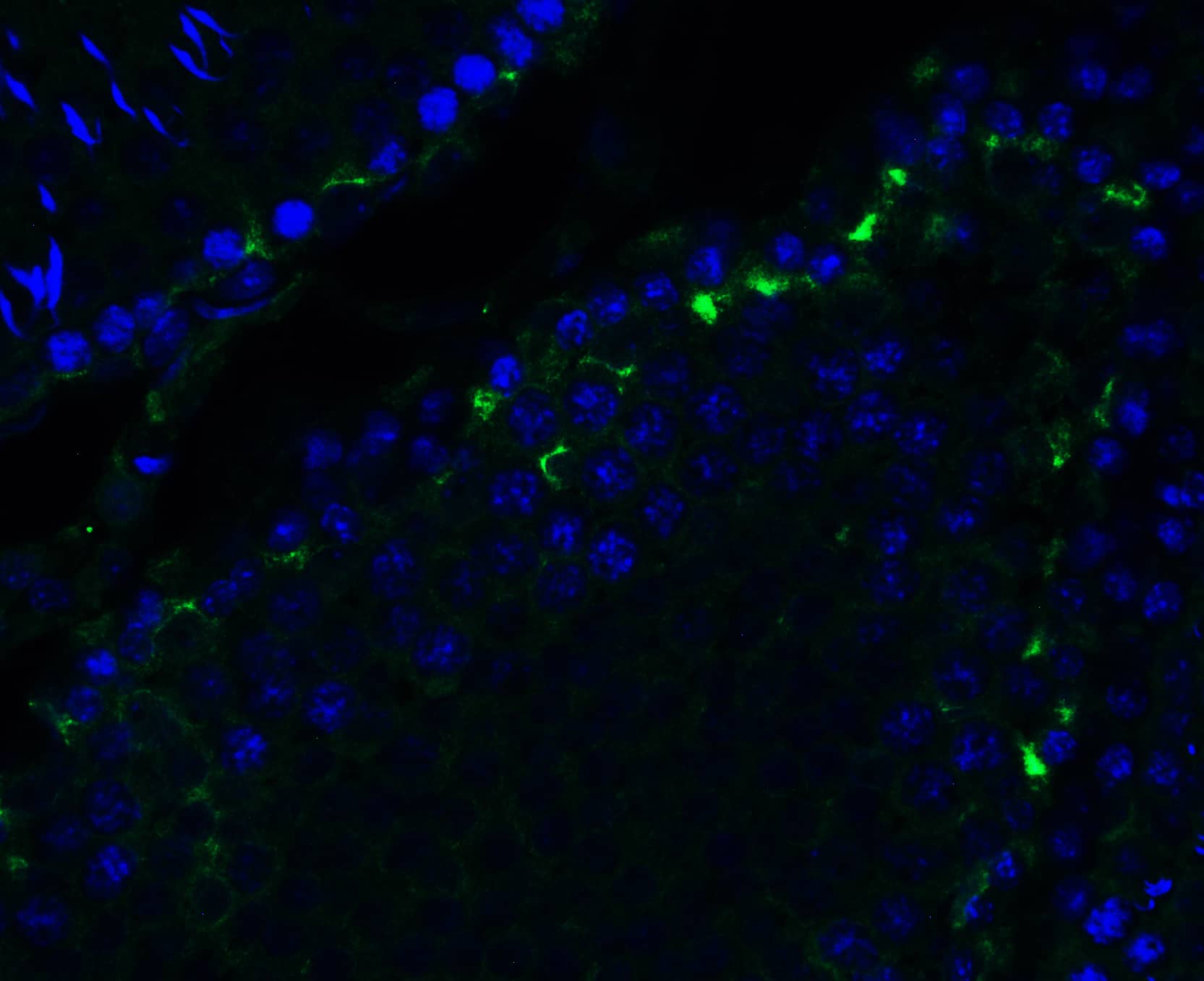 Immunocytochemistry/ Immunofluorescence: PEX3 Antibody [NBP3-27906] - Immunofluorescent analysis of 4% paraformaldehyde-fixed rat testis labeling PEX3 at 20 u/mL, followed by goat anti-rabbit IgG secondary antibody at 1/500 dilution (green) and DAPI staining (blue).