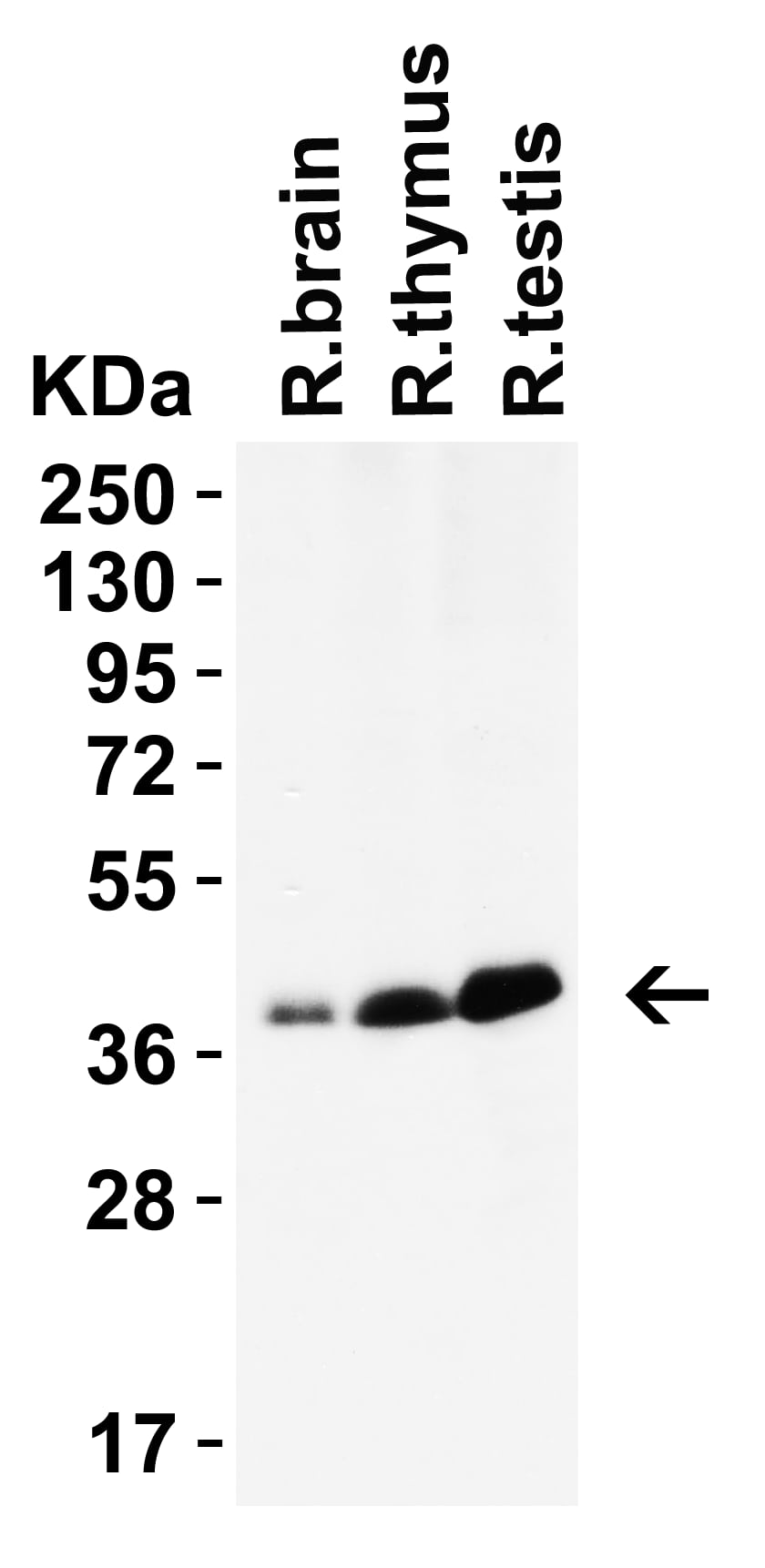 Western Blot: PEX3 Antibody [NBP3-27906] -Loading: 15 u of lysates per lane.Antibodies: PEX3, 2 u/mL, 1h incubation at RT in 5% NFDM/TBST.Secondary: Goat anti-rabbit IgG HRP conjugate at 1:10000 dilution.