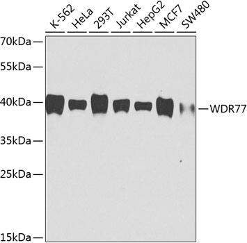 Western Blot: WDR77 Antibody (8B2F7) [NBP3-27910] - Western blot analysis of extracts of various cell lines, using WDR77 antibody  at 1:1000 dilution.Secondary antibody: HRP Goat Anti-Mouse IgG (H+L) (AS003) at 1:10000 dilution.Lysates/proteins: 25ug per lane.Blocking buffer: 3% nonfat dry milk in TBST.Detection: ECL Basic Kit.Exposure time: 90s.