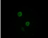 Immunocytochemistry/ Immunofluorescence: Apolipoprotein M/ApoM Antibody (8F12C6B8) [NBP3-27911] - Immunofluorescense analysis of L - 02 cells showing cytomembrane localization using Apolipoprotein M/ApoM.trx antibody.