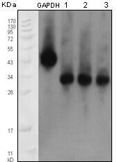 Western Blot: Apolipoprotein M/ApoM Antibody (8F12C6B8) [NBP3-27911] - Western blot analysis using Apolipoprotein M/ApoM monoclonal antibody against human serum.
