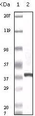 Western Blot: CACYBP Antibody (7D11A8) [NBP3-27912] - Western blot analysis using CACYBP monoclonal antibody against truncated CACYBP recombinant protein