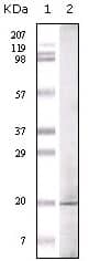 Western Blot: GLP/EHMT1 Antibody (1B7B4) [NBP3-27913] - Western blot analysis using GLP/EHMT1 monoclonal antibody against truncated GLP/EHMT1 recombinant protein.