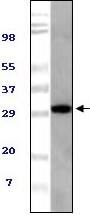 Western Blot: TUG Antibody (4A11A6G11) [NBP3-27915] - Western blot analysis using Mouse TUGmonoclonal antibody against NIH / 3T3 cell lysate.