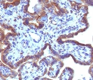 Immunohistochemistry: MAML3 Antibody (MMLP3-1) [NBP3-27931] - IHC testing of FFPE human placenta with MAML3 antibody (clone MMLP3-1).