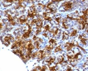 Immunohistochemistry: MAML3 Antibody (MMLP3-1) [NBP3-27931] - IHC testing of FFPE human pancreas with MAML3 antibody (clone MMLP3-1).