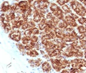 Immunohistochemistry: MAML2 Antibody (MMLP2-1) [NBP3-27933] - IHC testing of FFPE human pancreas with MAML2 antibody (clone MMLP2-1).