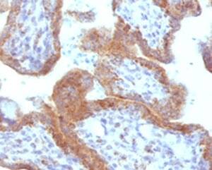 Immunohistochemistry: MAML2 Antibody (MMLP2-1) [NBP3-27933] - IHC testing of FFPE human placenta with MAML2 antibody (clone MMLP2-1).