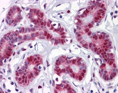 Immunohistochemistry: GilZ Antibody (3A5) [NBP3-27942] - Immunohistochemistry of human breast tissue stained using GilZ Monoclonal Antibody.