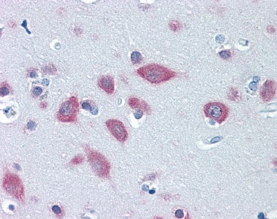 Immunohistochemistry: FARSB Antibody (2F11) [NBP3-27943] - Immunohistochemistry of human brain cortex tissue stained using FARSB Monoclonal Antibody.