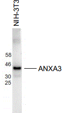 Western Blot: Annexin A3 Antibody (G3) [NBP3-27946] - Antibody: Annexin A3 at 1/1000 dilutionSample: NIH-3T3 at 30ugSecondary: HRP conjugated anti-Rabbit Fc at 1/50000 dilutionPredicted band size: 36 kDaObserved band size: 36 kDaGel concentration: 4-20%