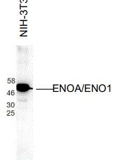 Western Blot: Enolase 1 Antibody (A6) [NBP3-27947] - Antibody: Enolase 1 at 1/1000 dilutionSample: NIH-3T3 at 30ugSecondary: HRP conjugated anti-Rabbit Fc at 1/50000 dilutionPredicted band size: 47 kDaObserved band size: 47 kDaGel concentration: 4-20%