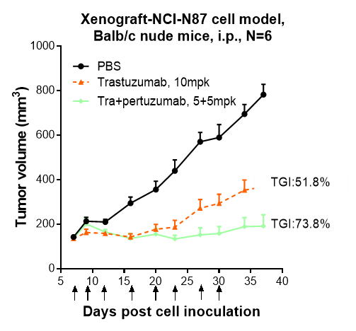 Pertuzumab+trastuzumab inhibited the tumor growth of NCI-N87 on Balb/c nude mice. The result showed significant anti-tumor effects, with an tumor inhibition rate (TGI) of 73.8% at 5 mpk at D37.
