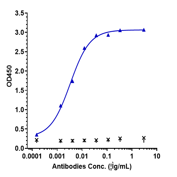 Immobilized human IFN  gamma  His at 4 ug/mL can bind IFN-gamma Antibody (AMG 811), EC50=0.003338 ug/mL.
