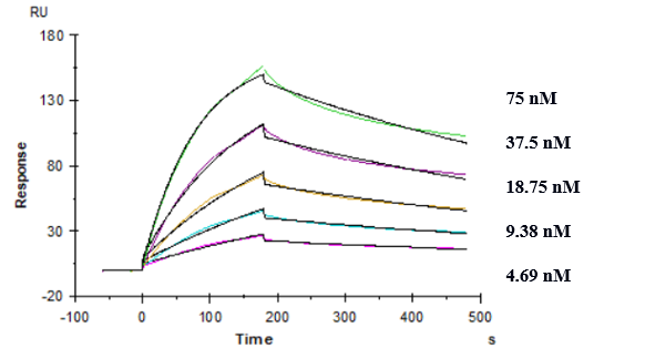 Affinity constant of 7.77E-09 M as determined in SPR assay.（Mouse TREM2 , His Tag）