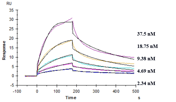 Affinity constant of 4.56E-09 M as determined in SPR assay.（Cynomolgus / Rhesus Macaque TREM2 , His Tag ）